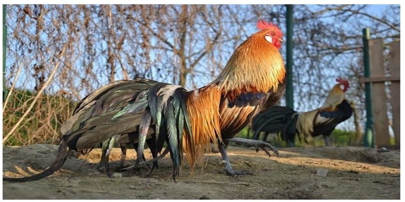 Gà Phoenix